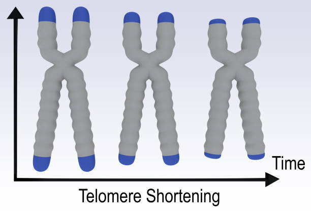 concept de raccourcissement des télomères - chromatid photos et images de collection