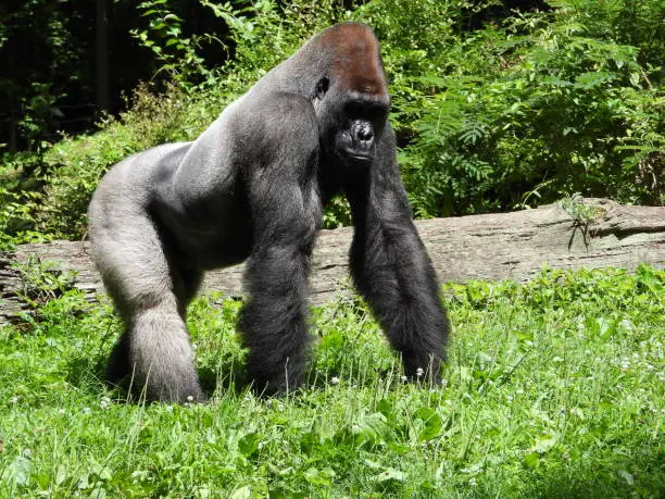 Photo of Silverback Gorilla