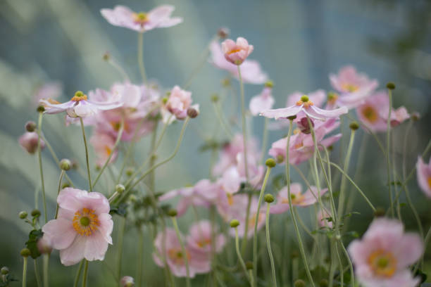 istock Anemone Flowers with bokeh 1347392068