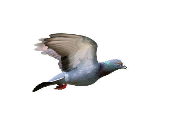 istock Image of pigeon flying isolated on white background., Bird, Animals. 1347392743