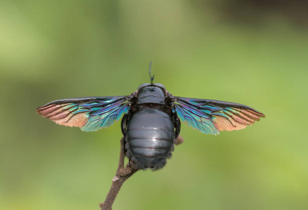 istock A Macro photo of a Bee 1347392903