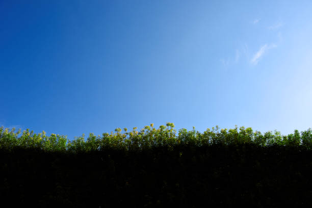 Long green fence hedge against blue sky with copy space.