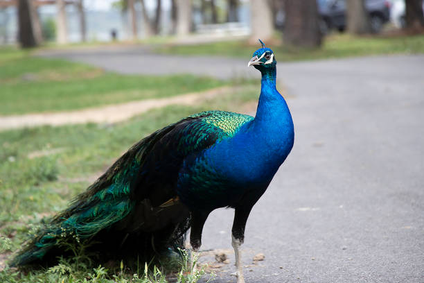 istock Free-roaming peacock with blue and green feathers 1347393148
