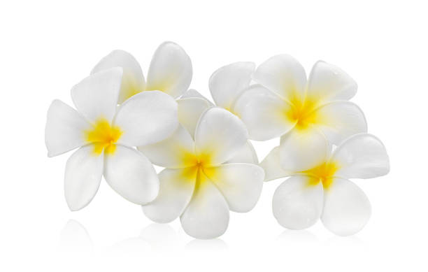 istock frangipani flower isolated white 1347394001
