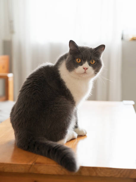 istock Cute British Shorthair cat sitting on the table 1347394466