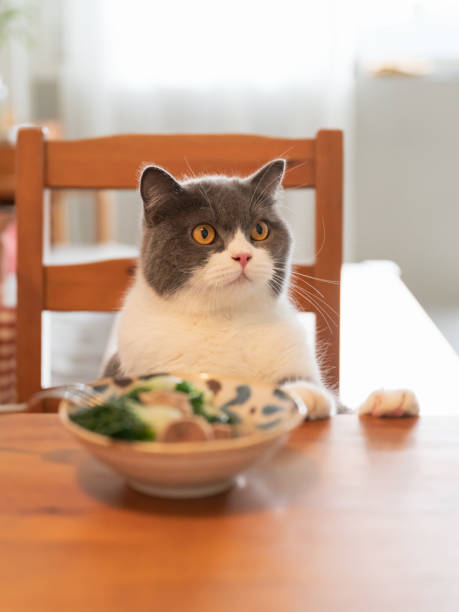 istock British shorthair cat lying at the table 1347394469