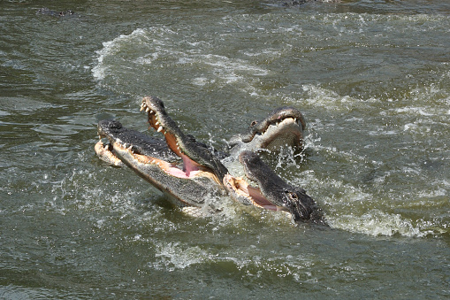 A group of three alligators feeding on the surface of water