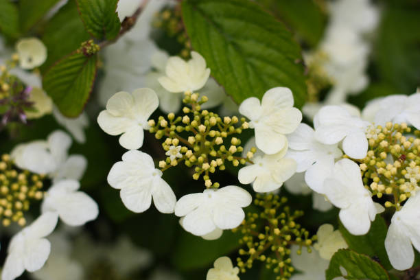 istock Viburnum plicatum 'Lanarth' - close up 1347396782