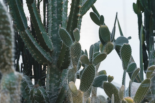 different types of cactuses in a dry area - panorama stitch