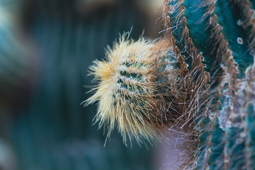 Close up of a green cactus with sharp needles seen in the wild west landscape.