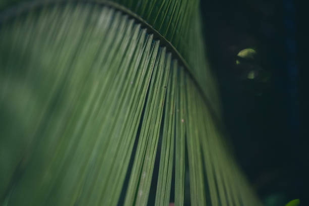 Close-up of a palm tree branch at night