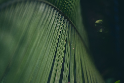 Close up of a green palm branch inside the tropical rainforest.