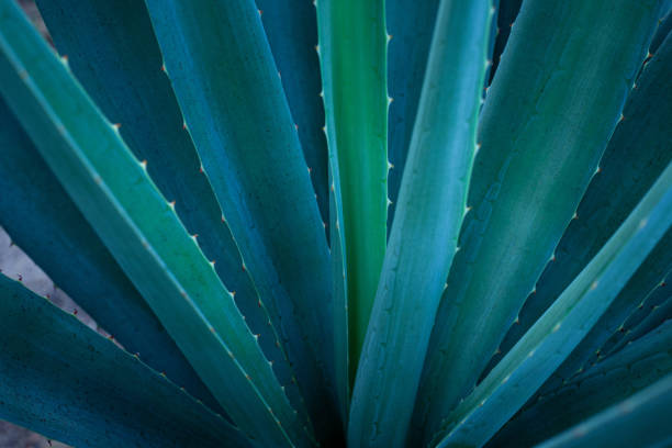추상 아가베 선인장 자연 무늬 배경 - agave cactus natural pattern pattern 뉴스 사진 이미지