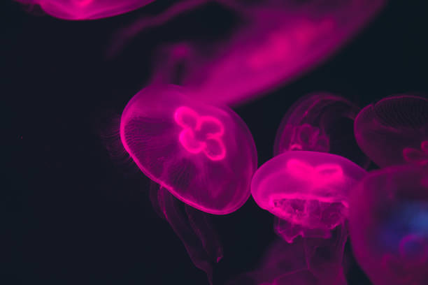 istock Jellyfish in the deep blue sea 1347401461