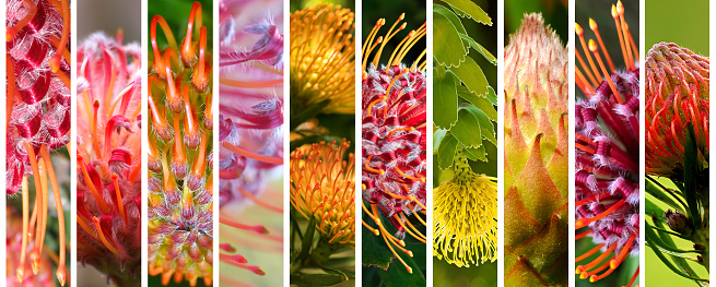 Bright and beautiful Australian native plants blossom