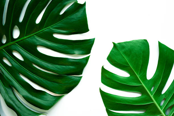 istock Tropical Monstera leaf isolated on white background 1347402404