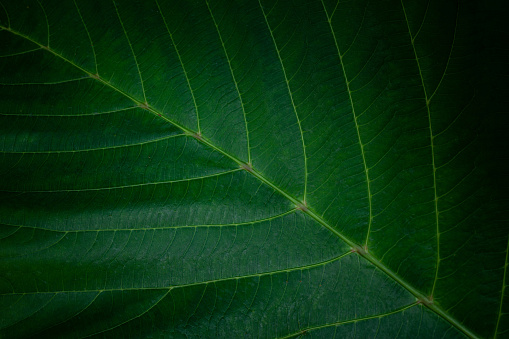 abstract green leaf texture, dark foliage nature background, tropical leaf