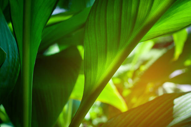 closeup nature view of tropical leaves background with sunlight, dark nature concept