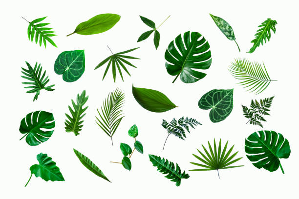 istock set of tropical plant leaf isolated on white background 1347402437