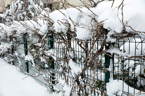 Snow covered the dead plants with wire mesh
