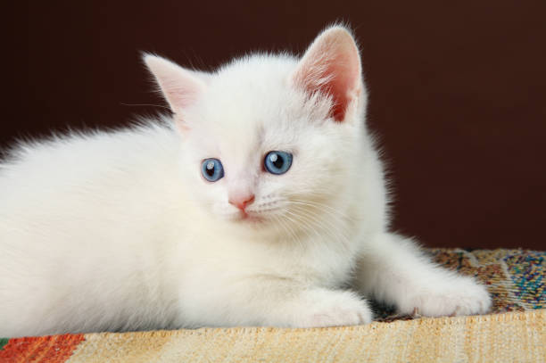 istock A white kitten with blue eyes lies on a dark background. 1347405457