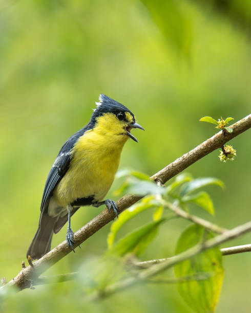 istock Taiwan Yellow Tit 1347412412