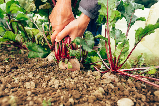 istock Harvesting beetroot in vegetable garden 1347412703