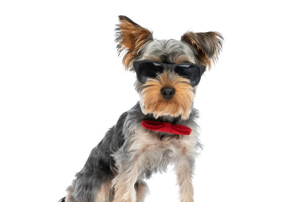 istock cool yorkshire terrier dog wearing red bowtie and sunglasses 1347414063