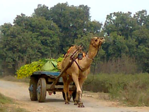 istock Camel cart a Sindh Pakistan 1347414980