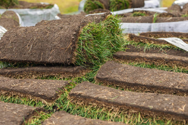 istock Turf grass roll, green grass carpet in roll for lawn. Stack of turf grass rolls for landscaping 1347415571