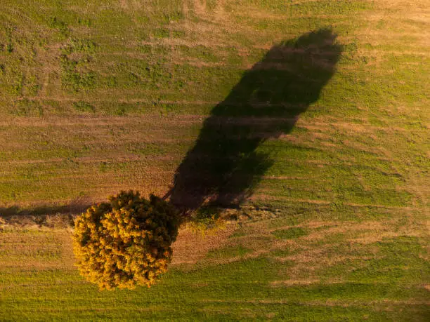 Drone looking down on single tree in cropland casting long shadow with vibrant fall colors in October on sunny day