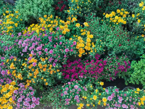 Chrysanthemum Guldaudi Flowers display in many colors