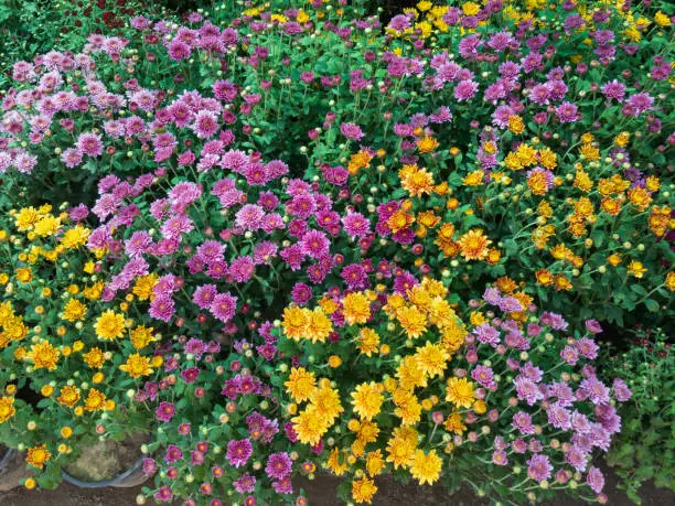 Different colors of Chrysanthemum flowers