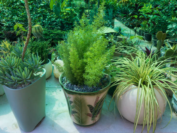 istock plants in a decorative pots display for sale in a plant store 1347417077
