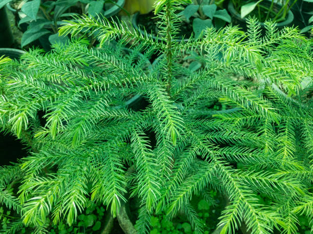 Araucaria plant Norfolk Island Pine Araucaria plant Norfolk Island Pine araucaria heterophylla stock pictures, royalty-free photos & images