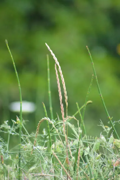 Branched scouringrush seeds close-up view with green plants blurred on background