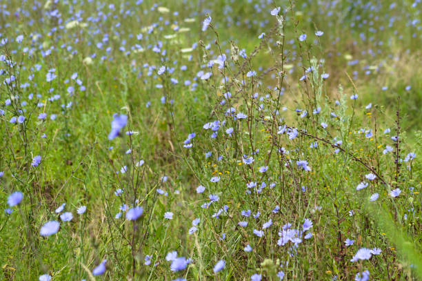 chicória comum em vista de close-up de flor com foco seletivo em primeiro plano - uncultivated flower chicory cornflower - fotografias e filmes do acervo