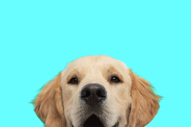istock golden retriever dog showing only his face 1347420363