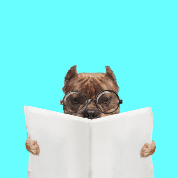 istock adorable american bully dog reading the newspaper 1347420464