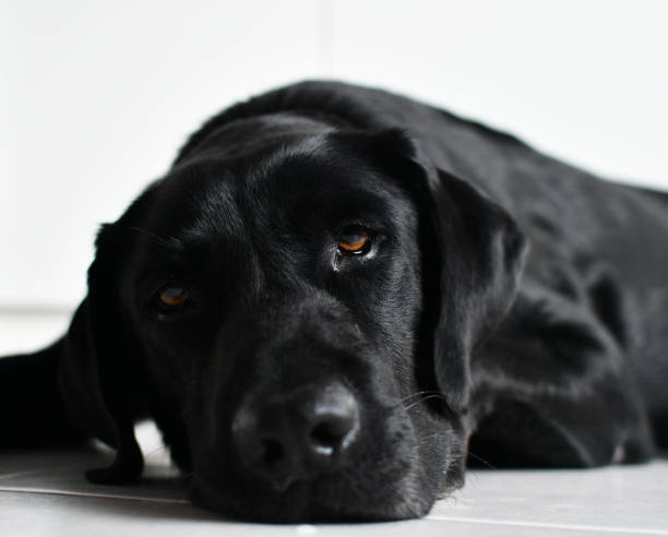 istock Exhausted black Labrador portrait 1347420883