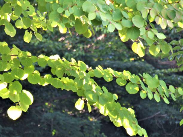 istock Japan. August. Sun rays play on tree branch. 1347420996