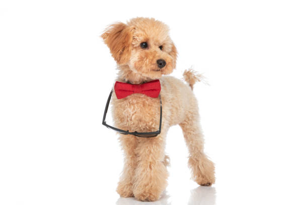 istock little caniche dog looking to the side 1347421242