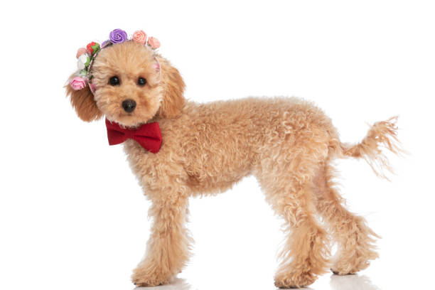 istock beautiful caniche dog posing with his flowers on head 1347421838
