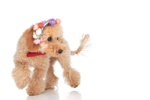 istock caniche dog walking along and looking to the side 1347421852