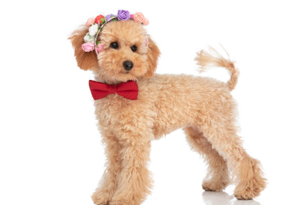 istock beautiful caniche dog looking away and wearing a headband 1347421857