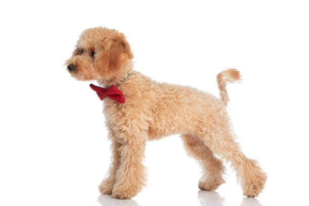 small caniche dog standing and looking to the side while wearing a red bowtie on white background