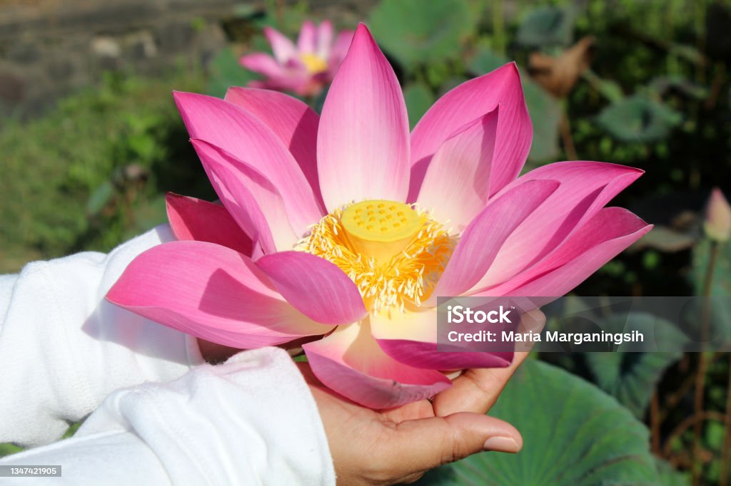 Hermosa Flor De Loto Sagrado Rosa En Las Manos Foto de stock y más banco de imágenes de Loto sagrado - Loto sagrado, Loto, Mano humana - iStock Hermosa Flor De Loto Sagrado Rosa En Las Manos Foto de stock y más banco de imágenes de Loto sagrado - Loto sagrado, Loto, Mano humana - iStock