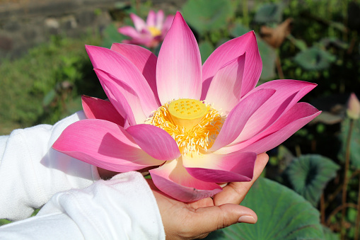 Beautiful pink sacred lotus flower in hands.