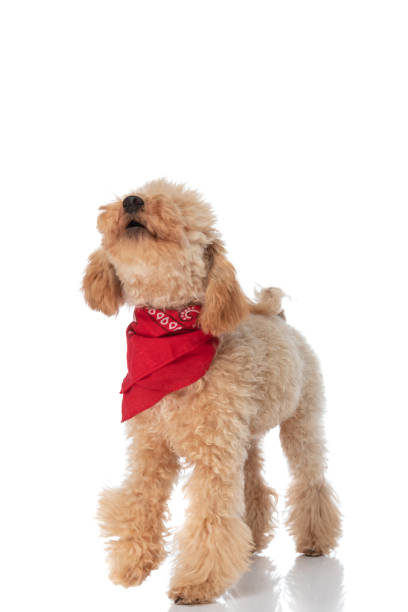 istock curious caniche dog checking out what's up there 1347421939