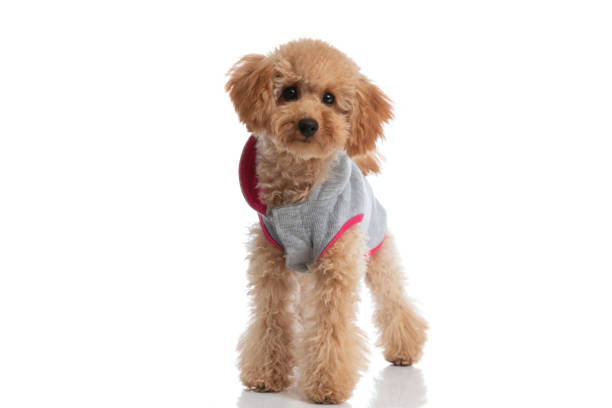 A brown poodle wearing Leather jacket dress with sunglasses isolated on white background that have space for text.